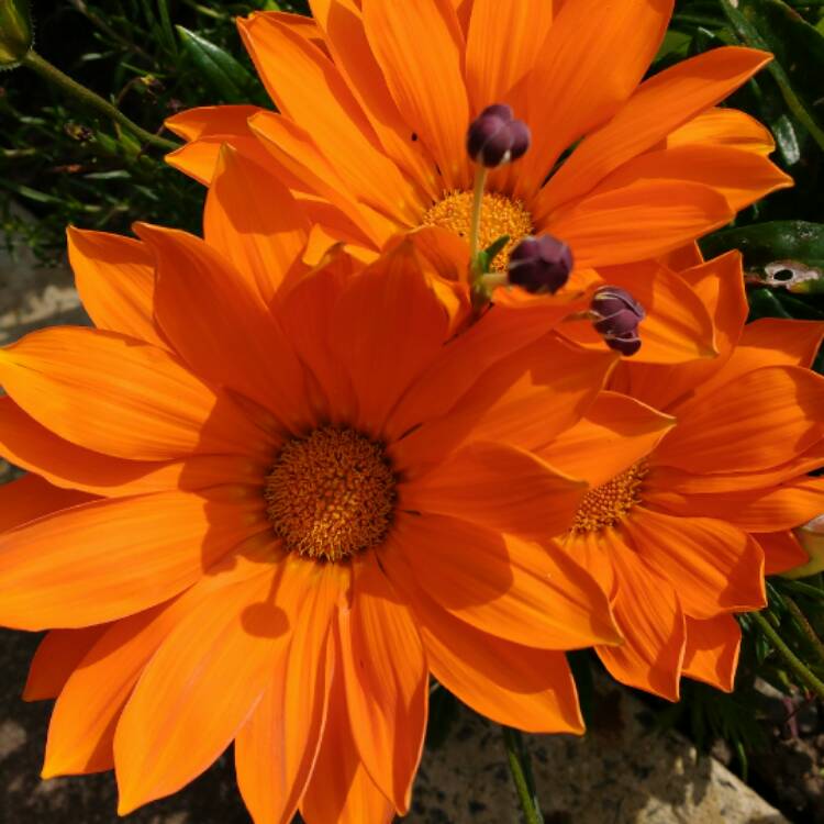 Plant image Gazania 'Daybreak Bright Orange'