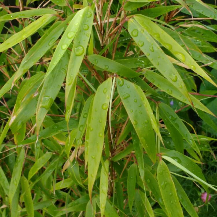 Plant image Fargesia 'Rufa'