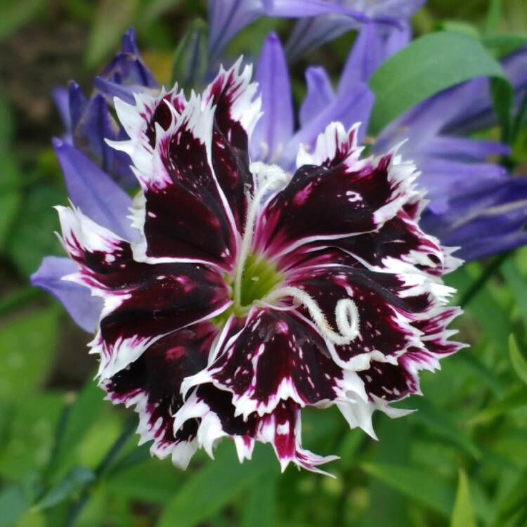 Plant image Dianthus chinensis 'Black & White' syn. Dianthus chinensis 'Velvet 'n Lace'