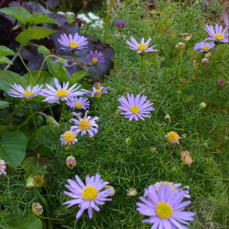 Plant image Brachyscome 'Royal Blue'