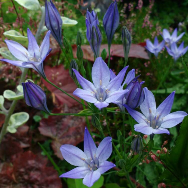 Plant image Triteleia 'Queen Fabiola' syn. Brodiaea 'Queen Fabiola'