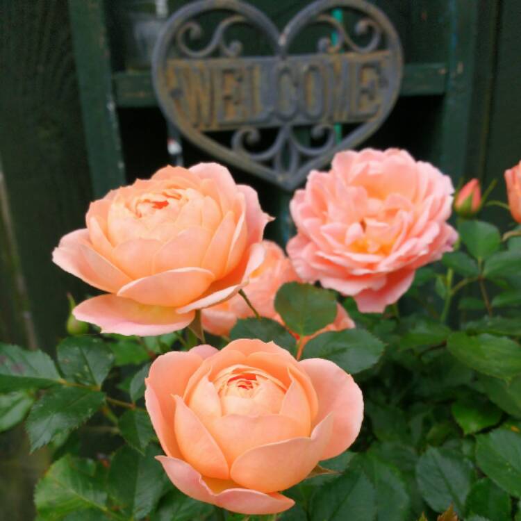 Plant image Rosa 'Sweet Wonder'