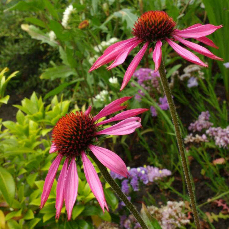 Plant image Echinacea purpurea 'Prairie Splendor'