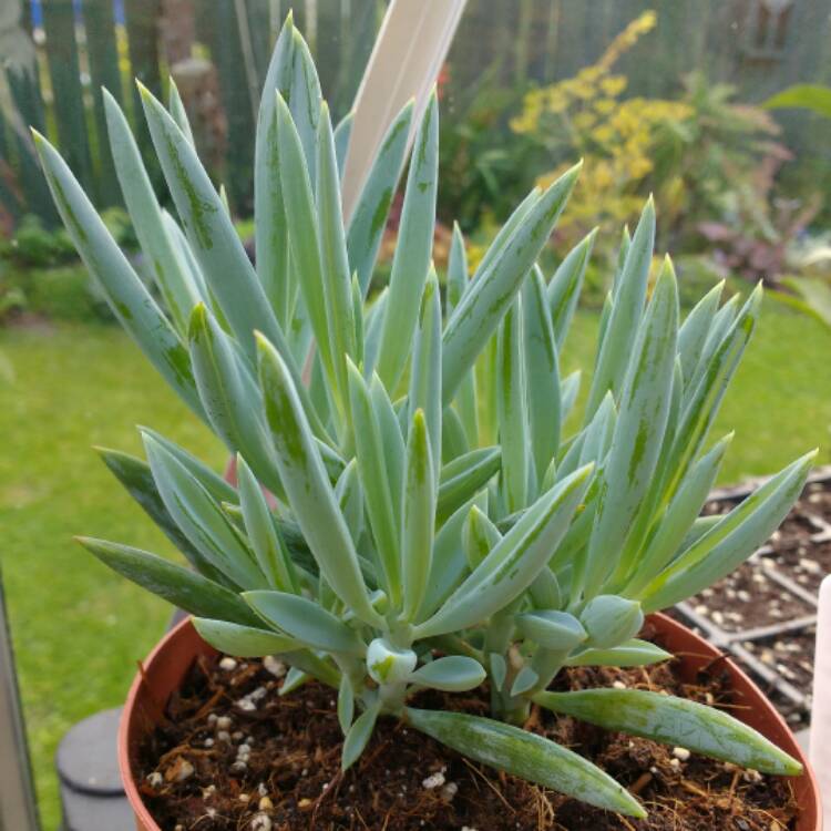 Plant image Senecio ficoides 'Mount Everest'