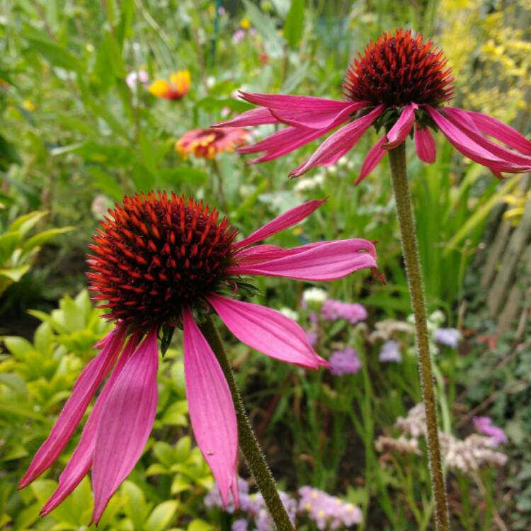 Plant image Echinacea purpurea 'Prairie Splendor'