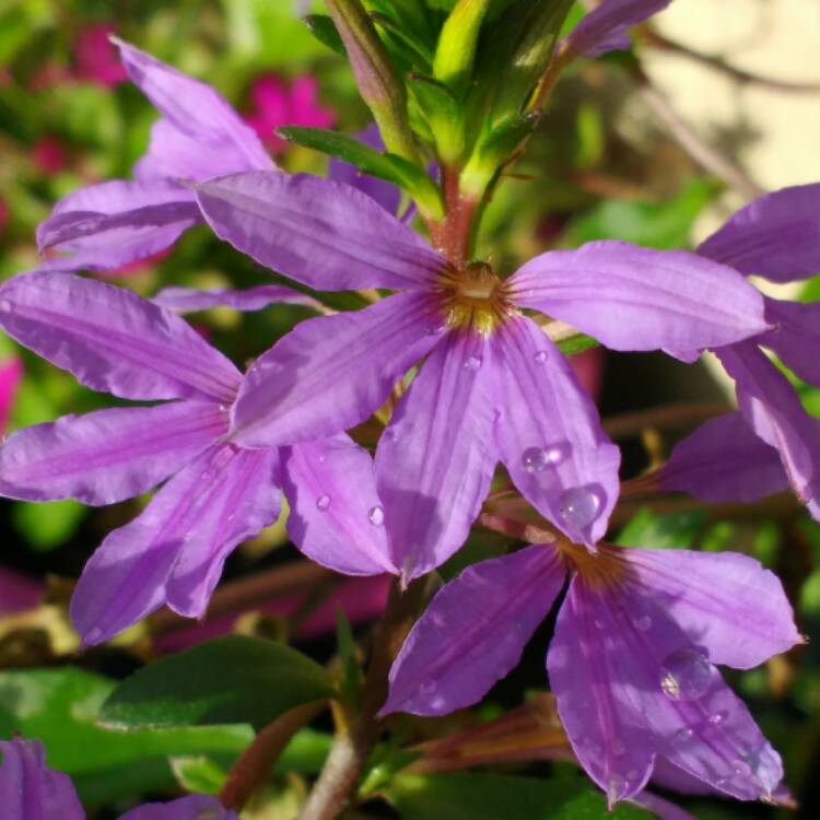 Plant image Scaevola 'Abanico Blue'