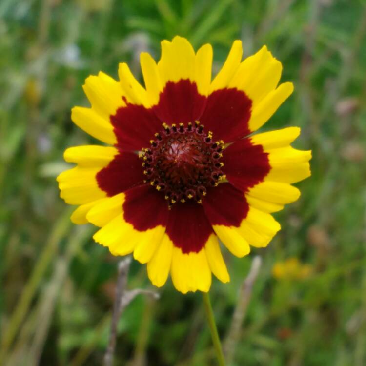 Plant image Coreopsis grandiflora 'Calypso'