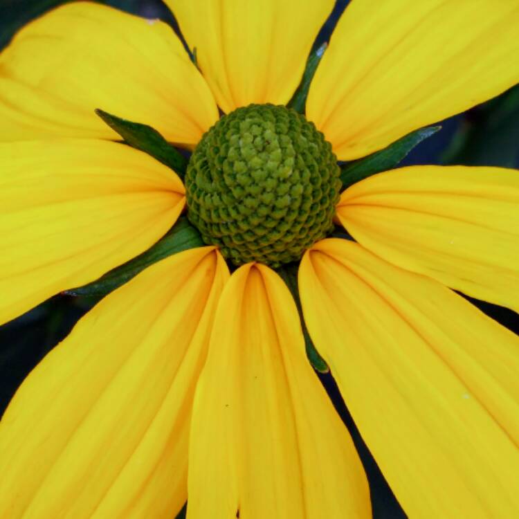 Plant image Rudbeckia laciniata 'Herbstsonne' (Autumn Sun)