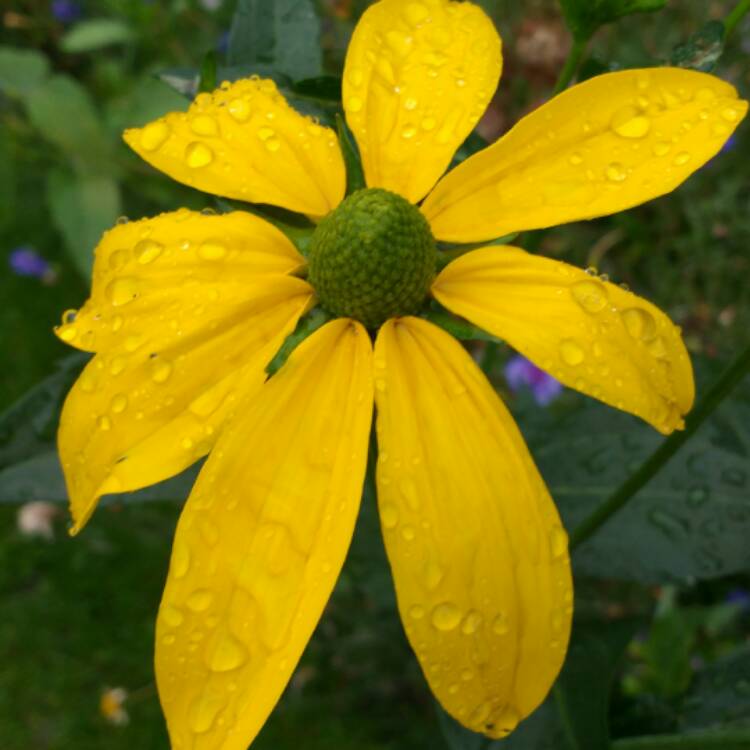 Plant image Rudbeckia laciniata 'Herbstsonne' (Autumn Sun)