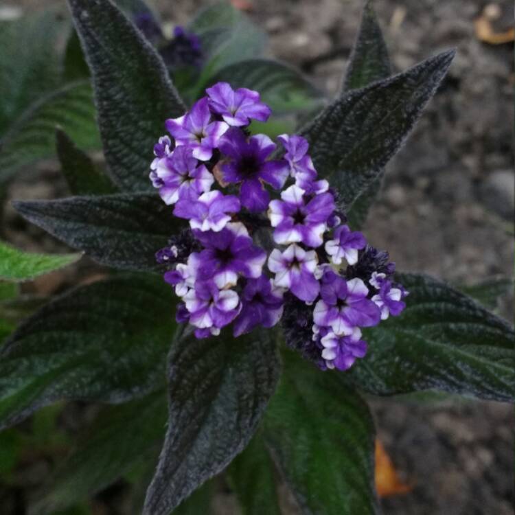 Plant image Heliotropium arborescens 'Marine'