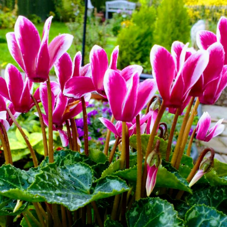 Plant image Cyclamen 'Snowridge Mini Berrylicious' (Snowridge Mini Series)