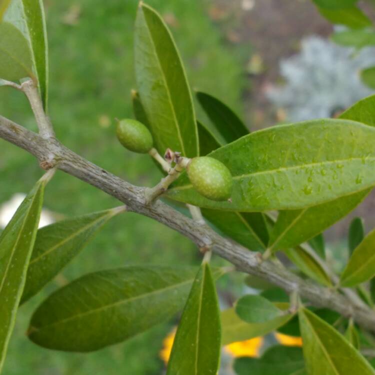 Plant image Olea europaea