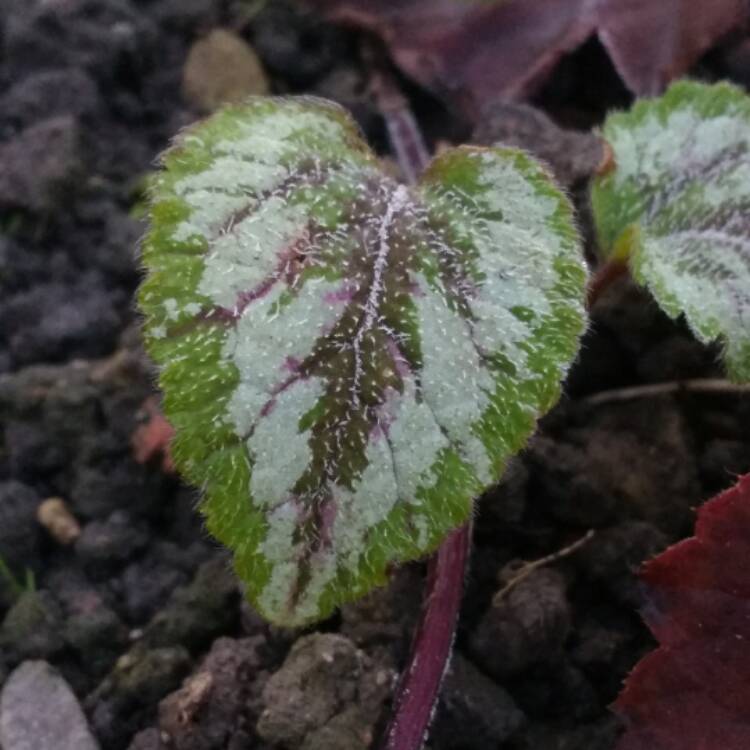 Plant image Lamium amplexicaule