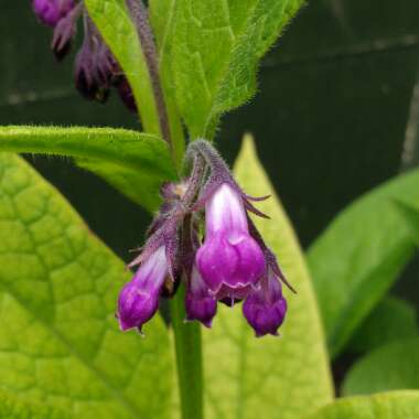 Symphytum x uplandicum 'Moorland Heather'