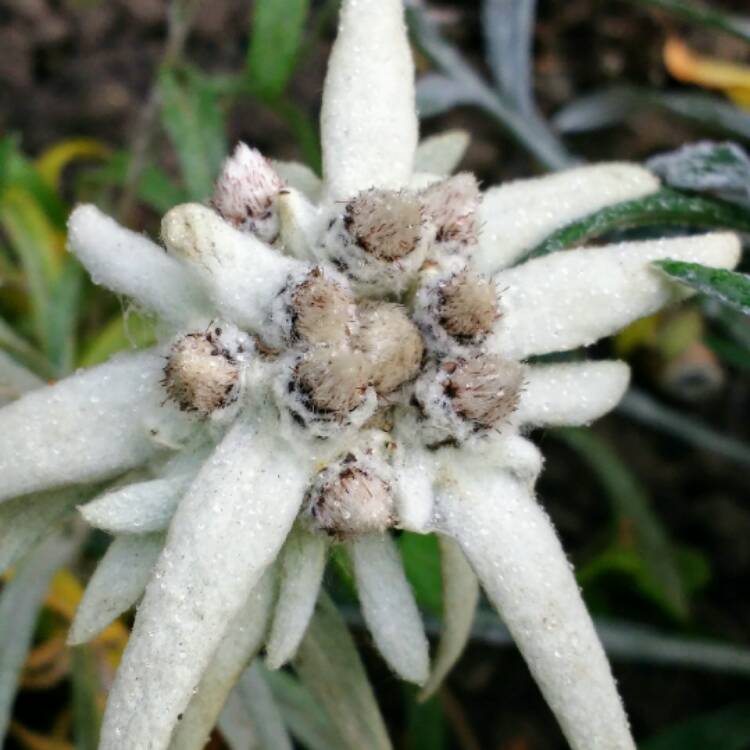 Plant image Leontopodium alpinum