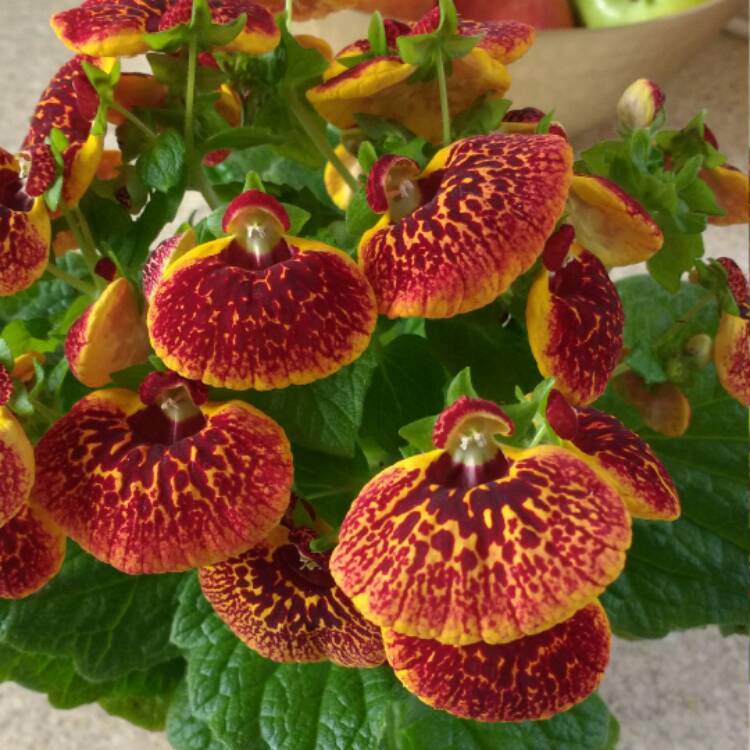 Plant image Calceolaria integrifolia