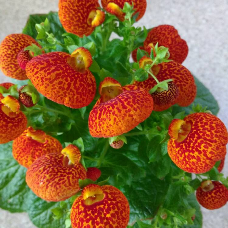 Plant image Calceolaria integrifolia