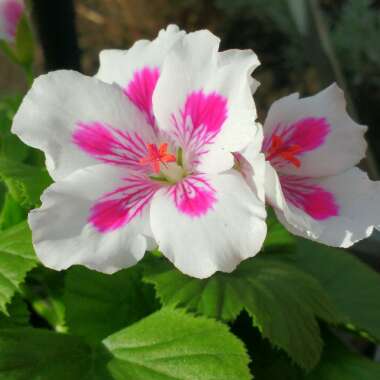 Pelargonium