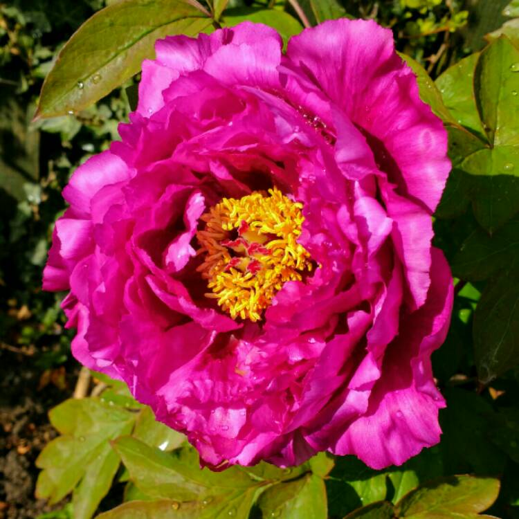 Plant image Paeonia x suffruticosa 'Luo Yang Hong'