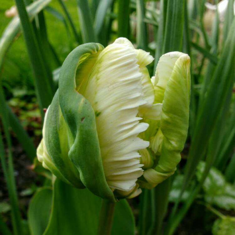 Plant image Tulipa 'White Parrot'