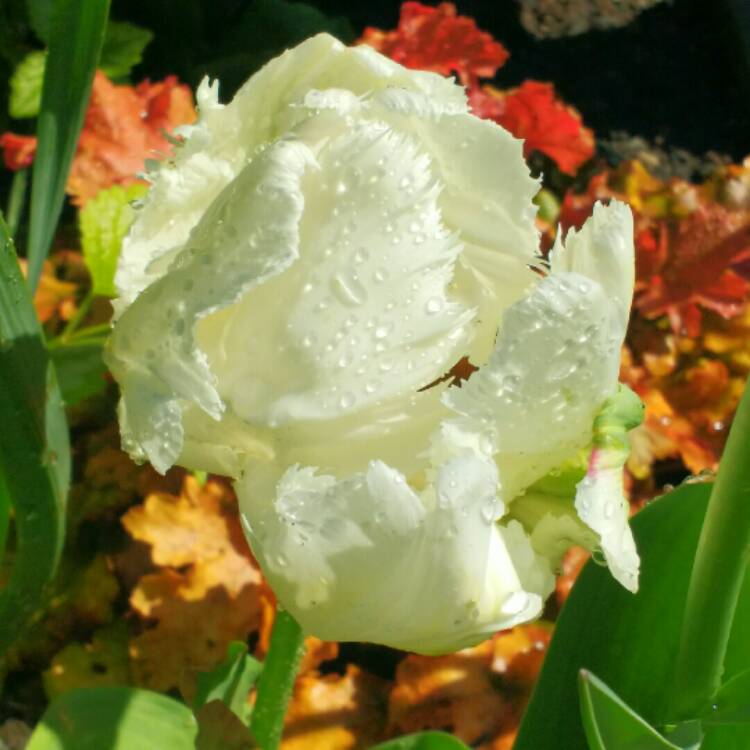 Plant image Tulipa 'White Parrot'