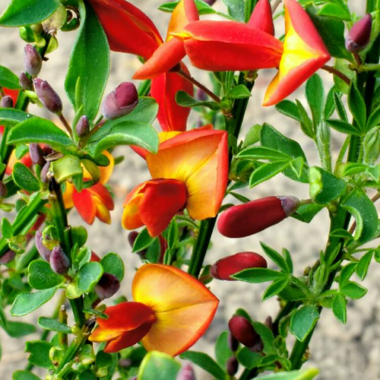 Plant image Cytisus x praecox