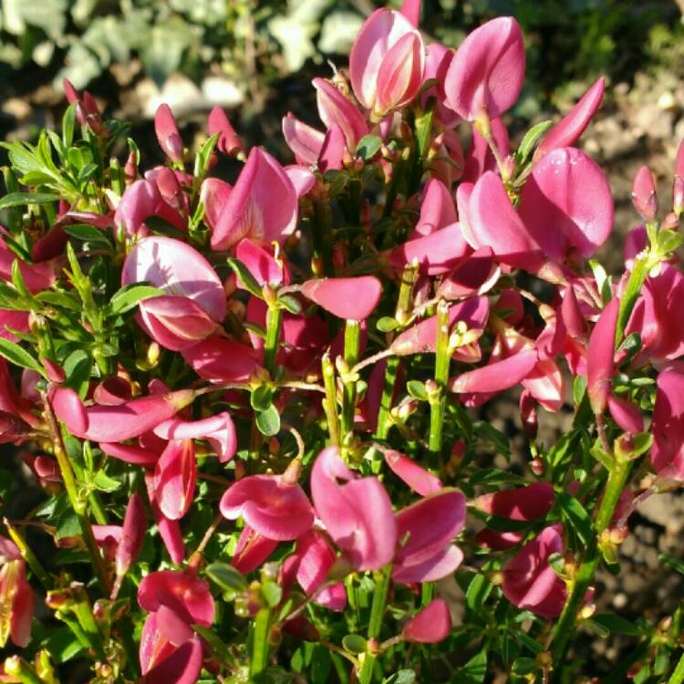 Plant image Cytisus x boskoopii 'Hollandia' syn. Cytisus 'Hollandia'