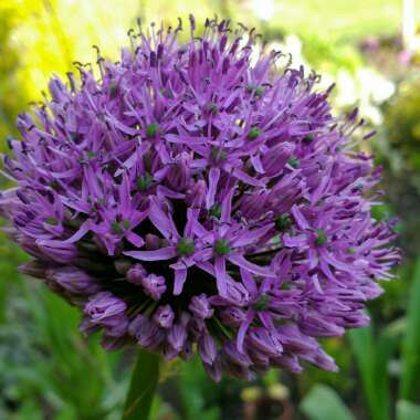 Allium 'Gladiator'