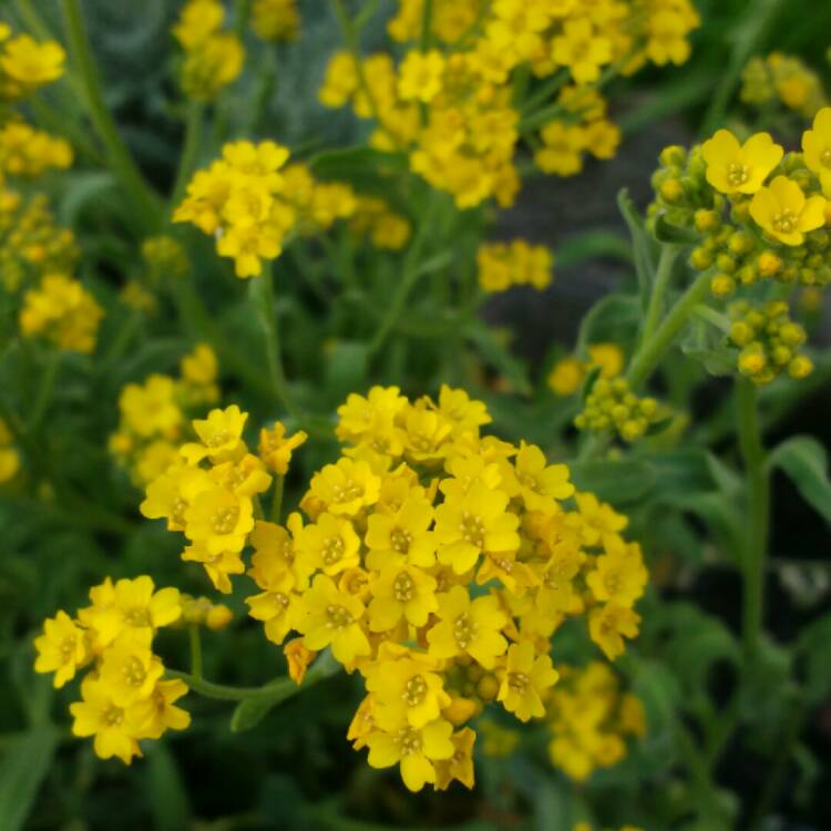 Plant image Aurinia saxatilis  syn. Alyssum saxatile