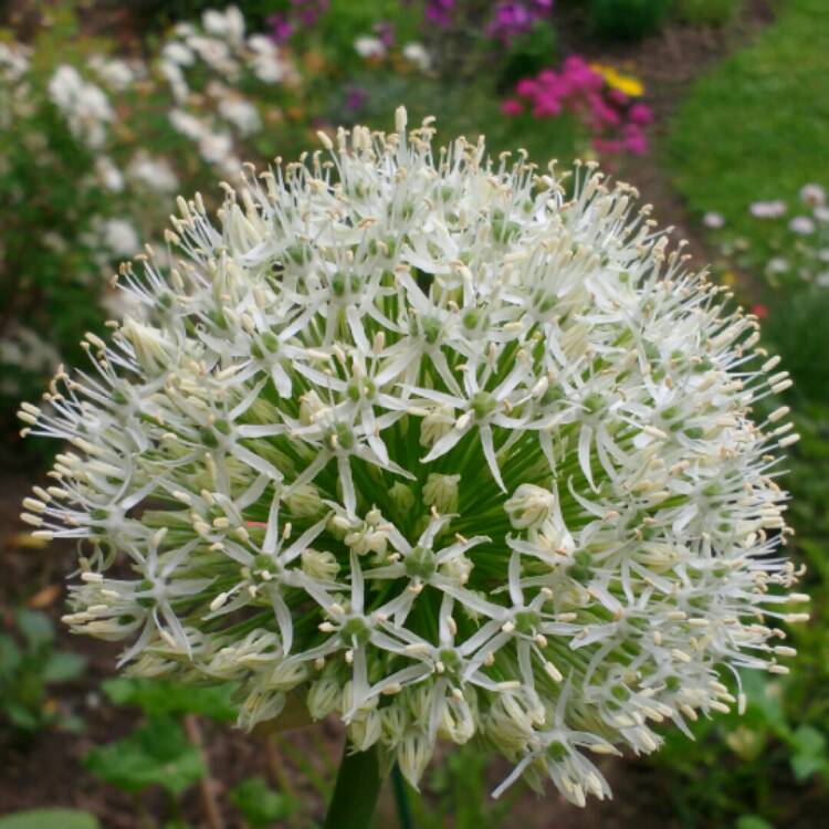 Plant image Allium stipitatum 'Mount Everest'