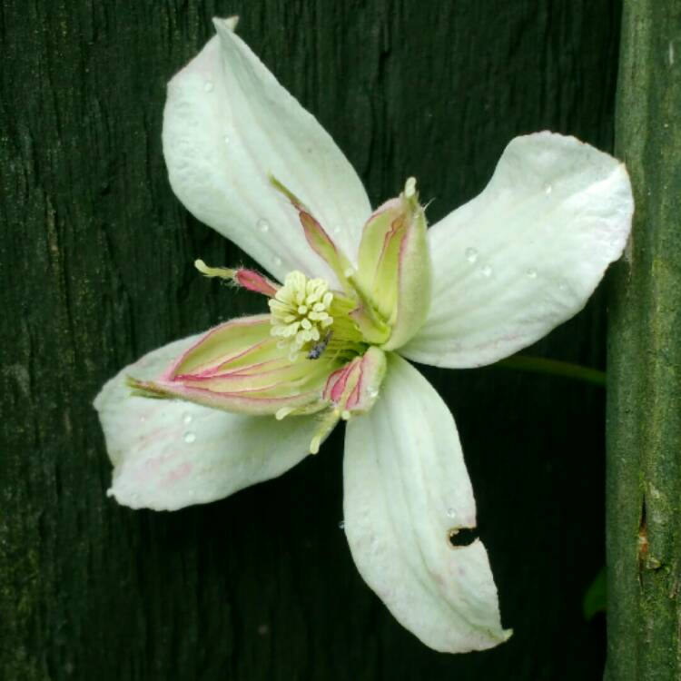 Plant image Clematis montana 'Marjorie'