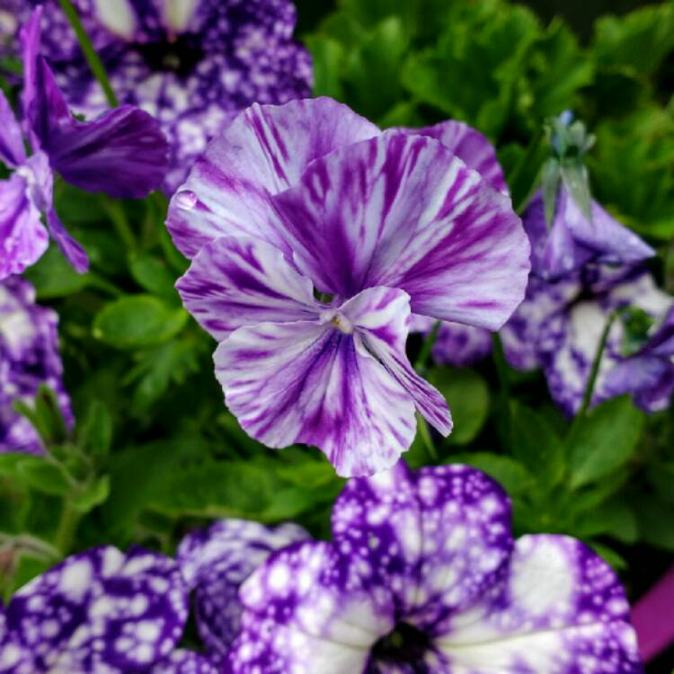 Plant image Viola 'Elaine Quinn'