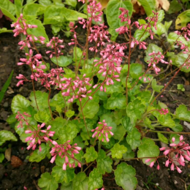 Plant image Heuchera 'Little Cutie Peppermint'