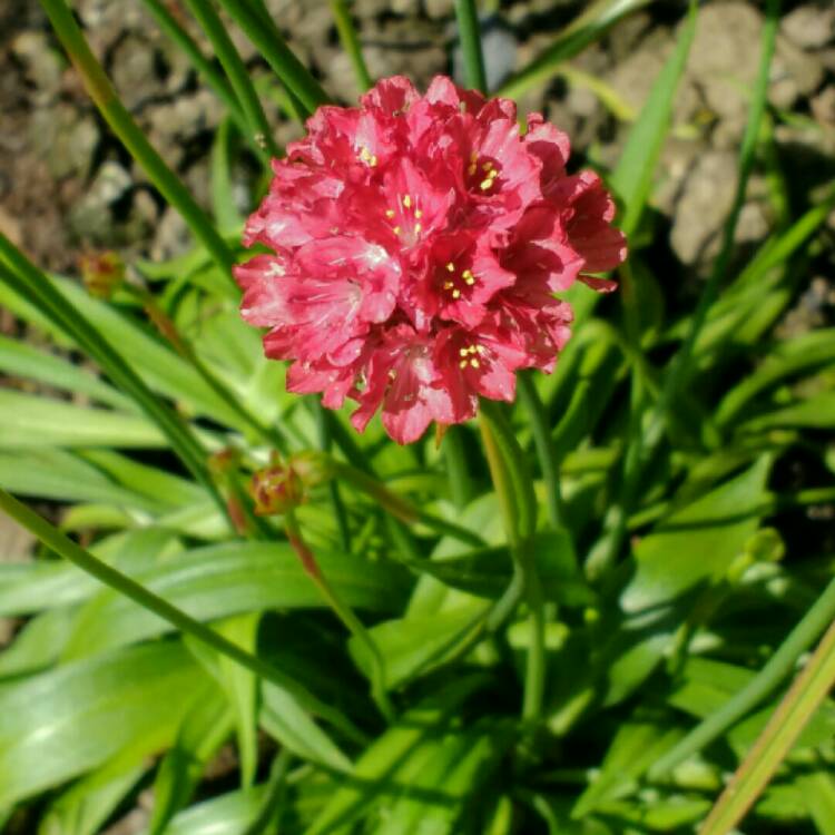 Plant image Armeria Pseudoarmeria 'Ballerina red'