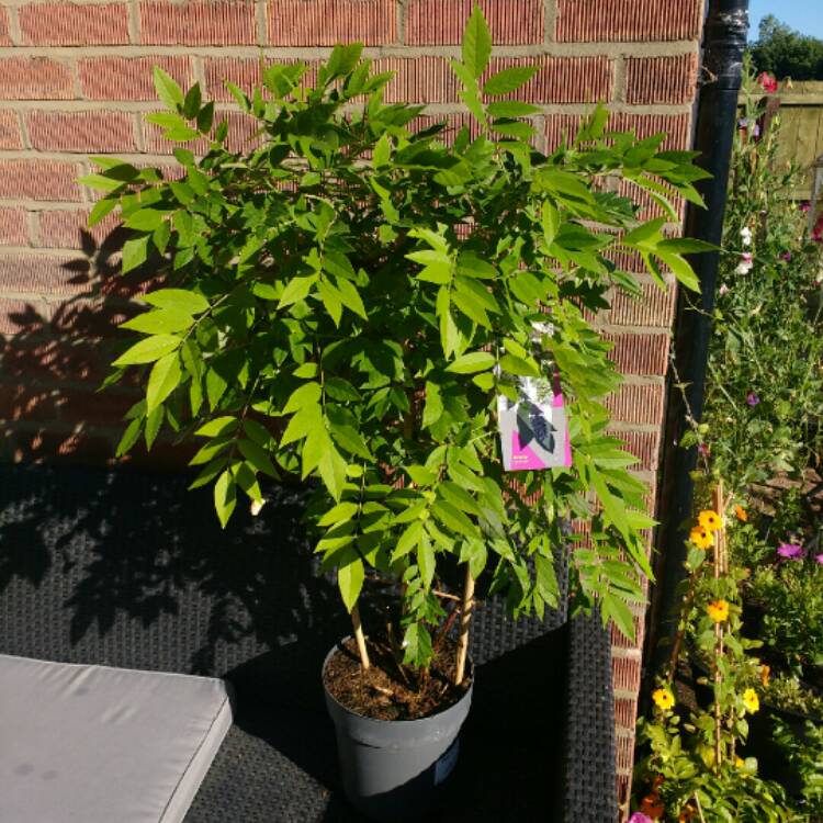 Plant image Wisteria frutescens 'Amethyst Falls'