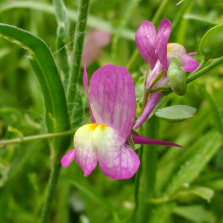 Plant image Linaria 'Fairy Bouquet Mixed'