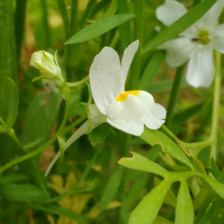 Plant image Linaria 'Fairy Bouquet Mixed'