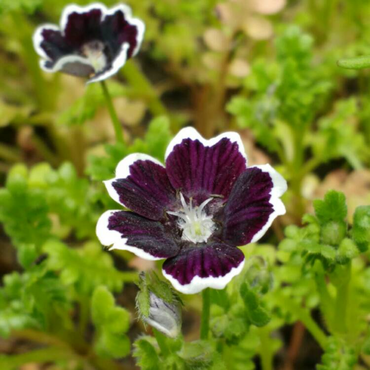 Plant image Nemophila menziesii var. discoidalis 'Pennie Black'