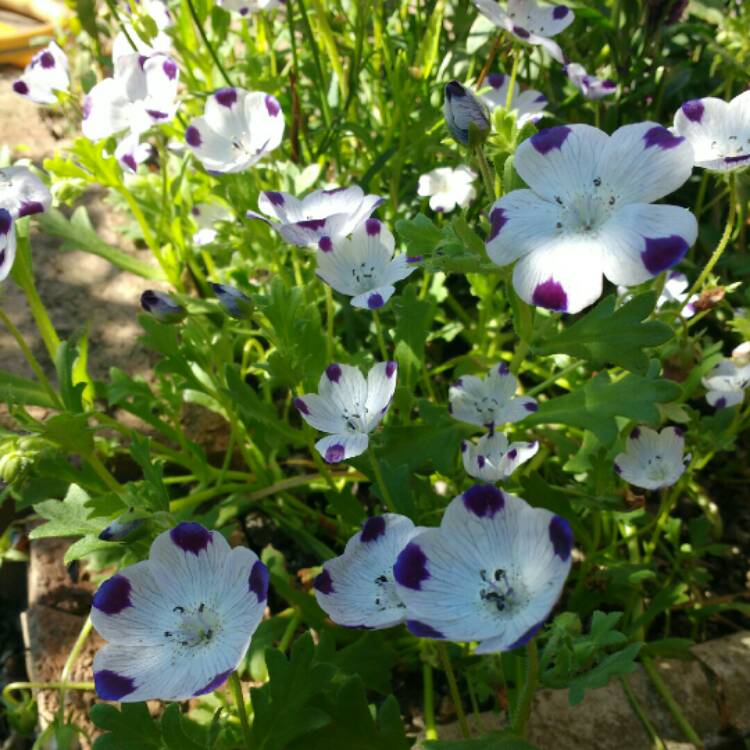 Plant image Nemophila maculata