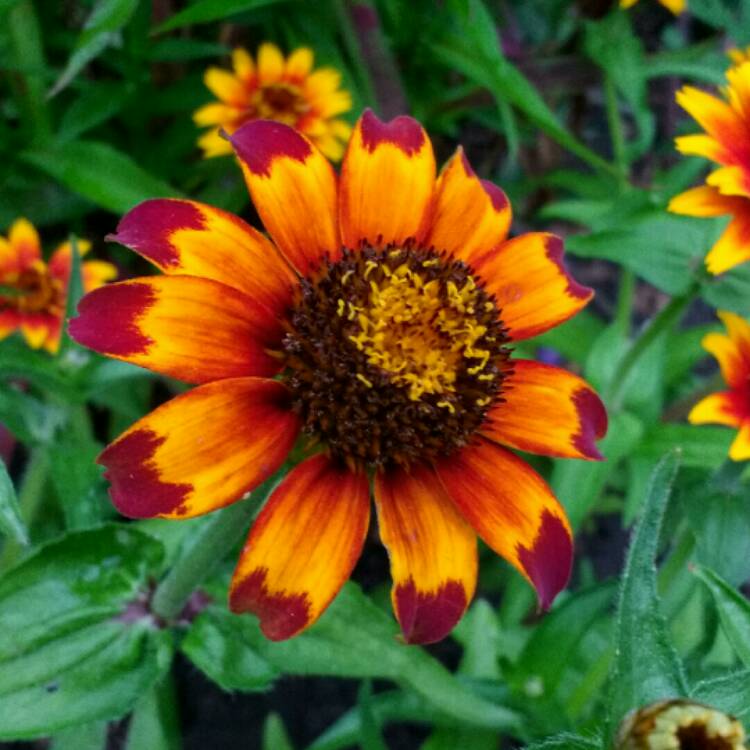 Plant image Zinnia haageana 'Old Mexico'