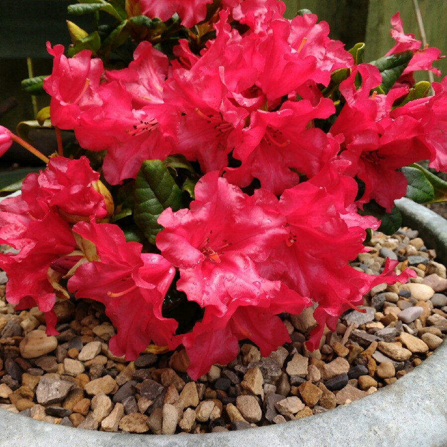 Plant image Rhododendron 'Scarlet Wonder'