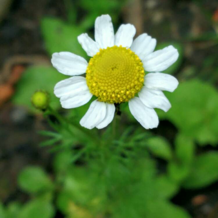 Plant image Anthemis nobile 'Treneague'