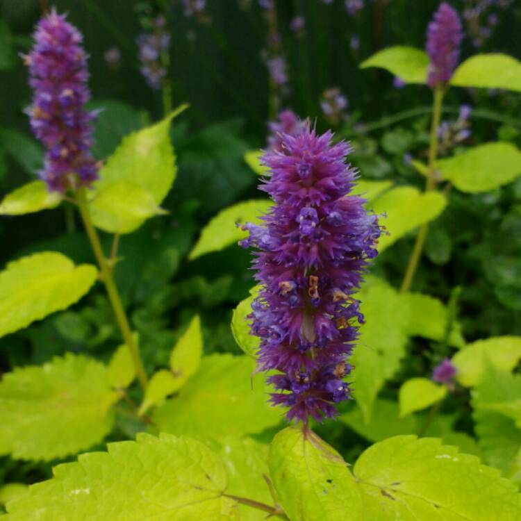 Plant image Agastache rugosa 'Golden Jubilee'