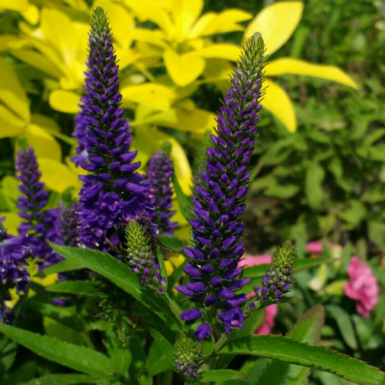 Plant image Veronica spicata 'Ulster Blue Dwarf'