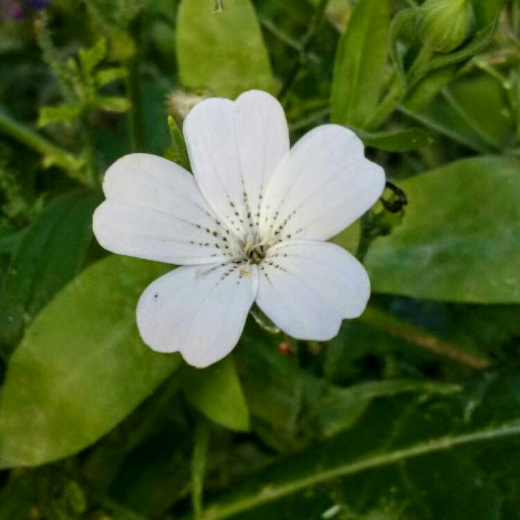 Plant image Agrostemma githago 'Milas Snow Queen'