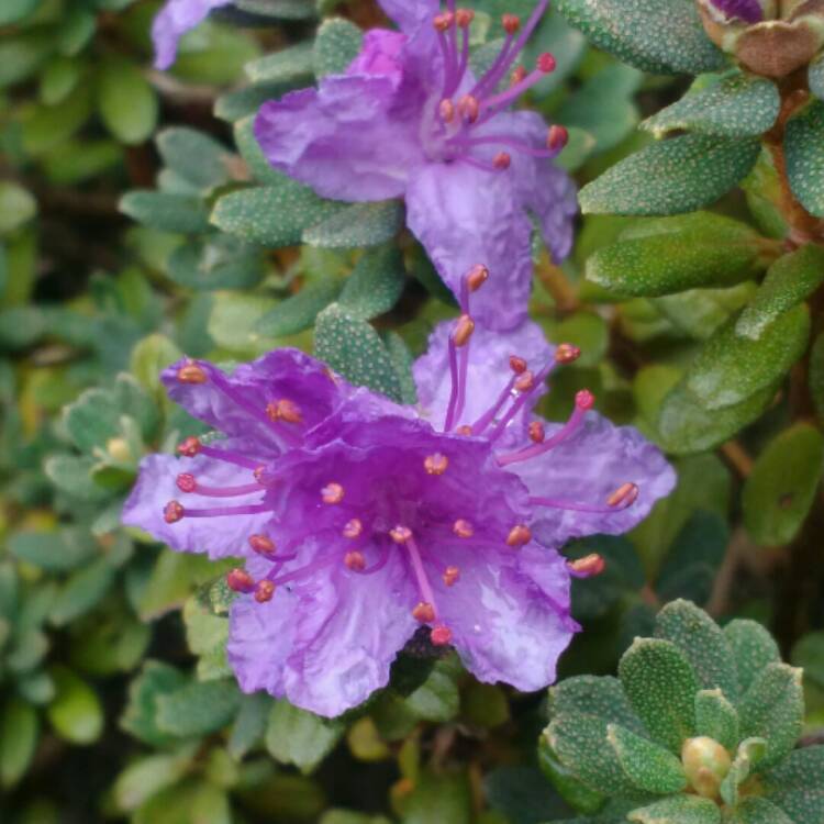 Plant image Rhododendron impeditum