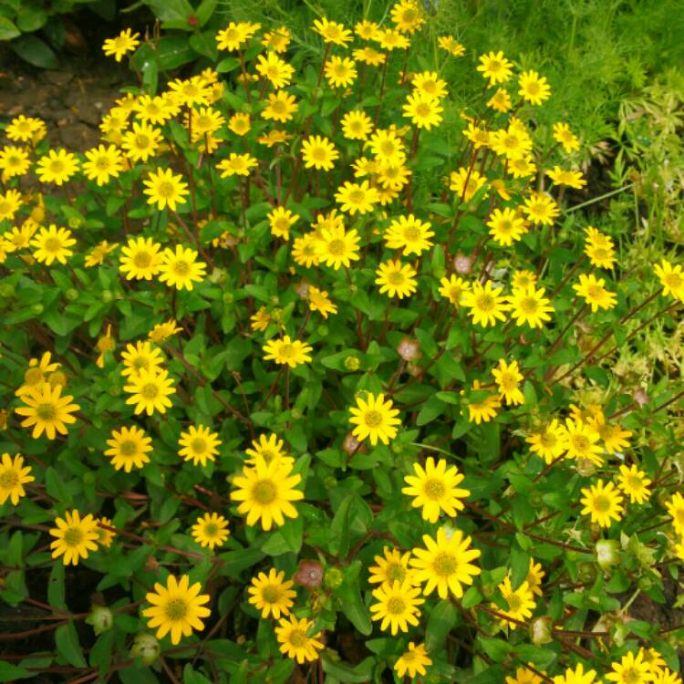 Plant image Sanvitalia procumbens