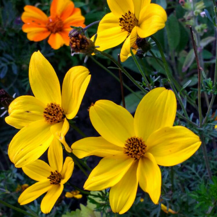 Plant image Bidens ferulifolia 'Golden Glory'