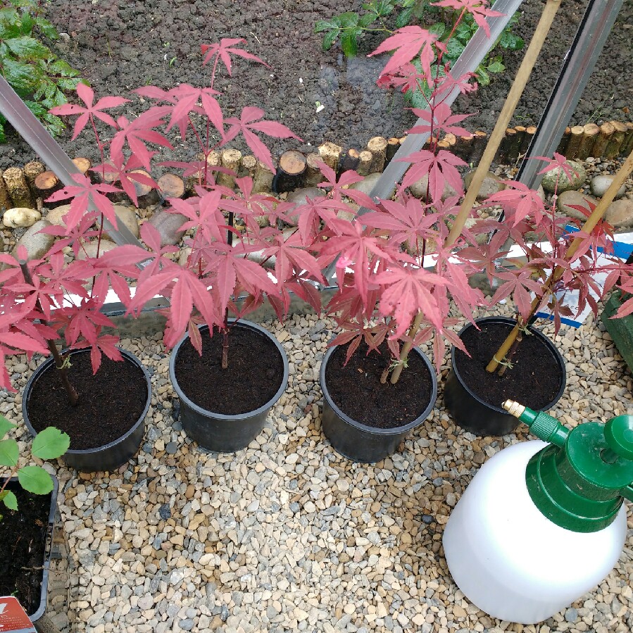 Plant image Acer palmatum 'Bloodgood'