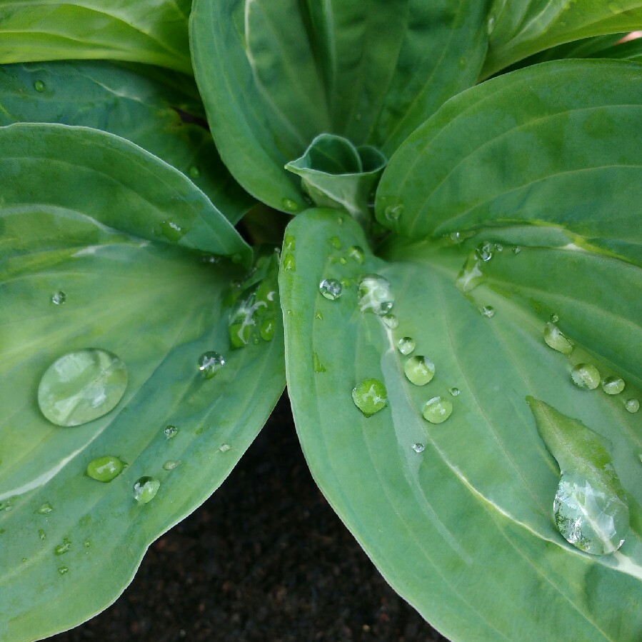 Plant image Hosta 'Fire and Ice'